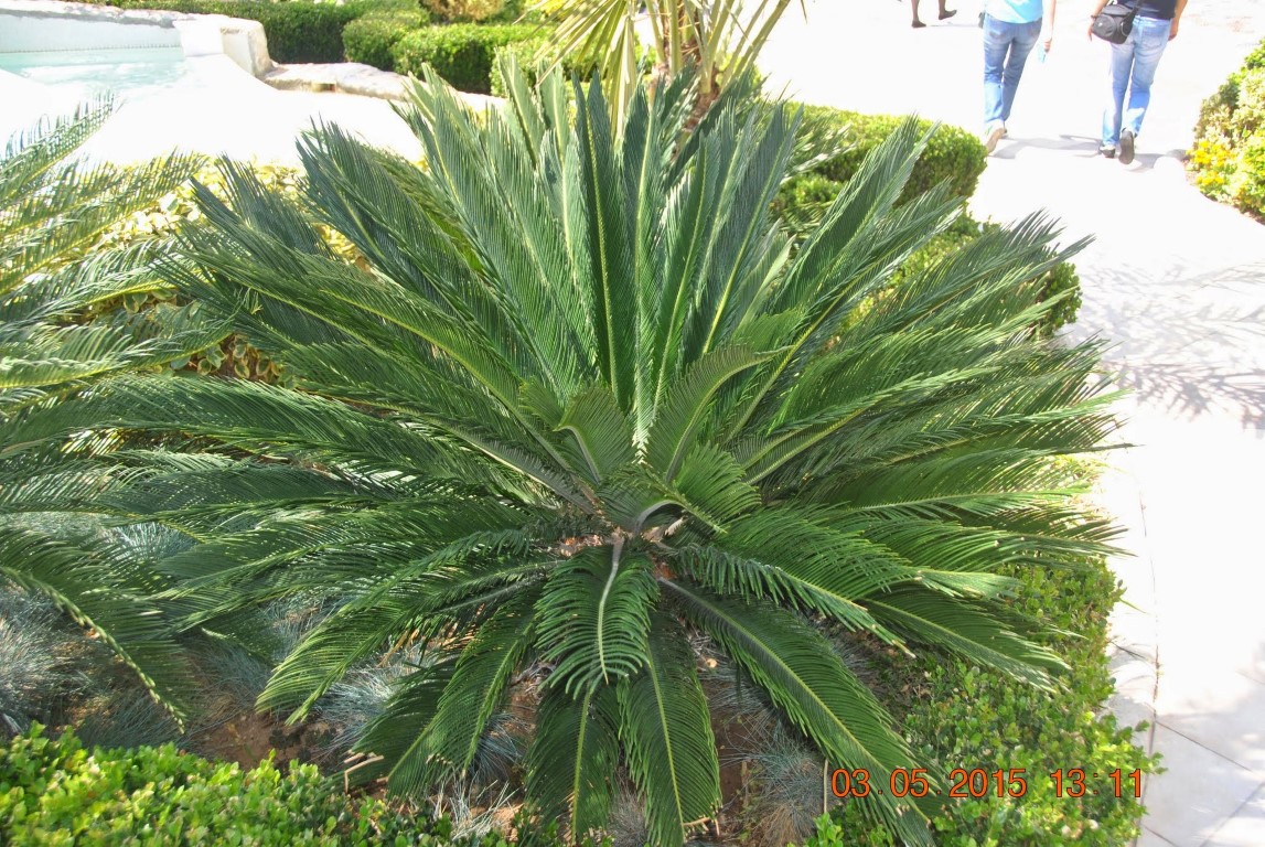 imagini hotel ROYAL HOLIDAY PALACE LARA